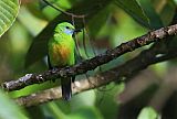 Orange-bellied Leafbird